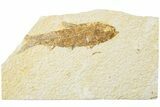Fossil Fish (Knightia) - Green River Formation #234237-1